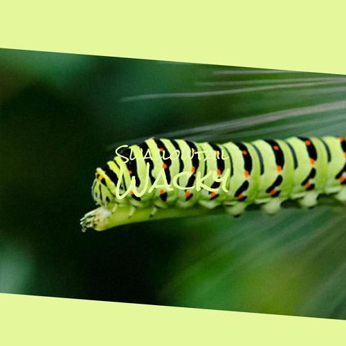 Swallowtail Wacky