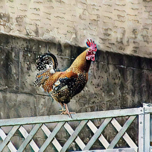 The Rooster
