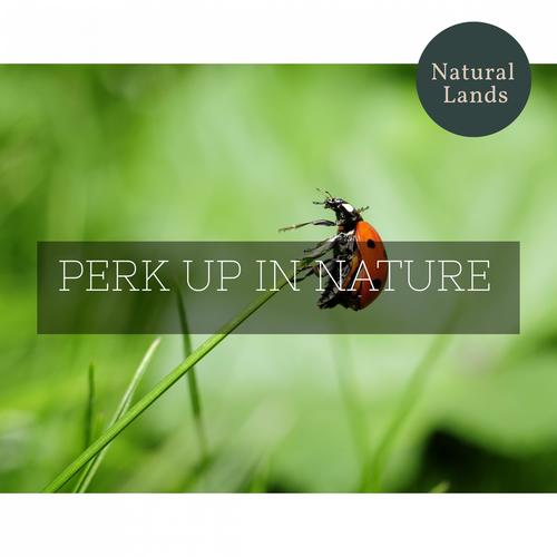 Perk Up in Nature