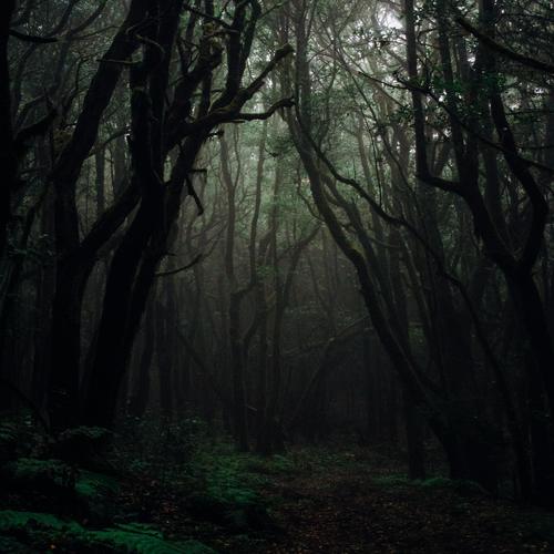 Dark Forest Path