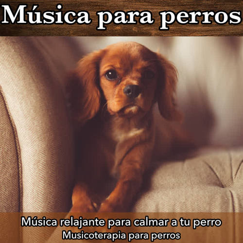 Música Para Perros: Música Relajante Para Calmar a Tu Perro - Musicoterapia Para Perros