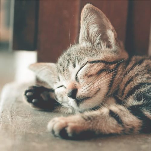 Soothing Relaxation Music for Cats