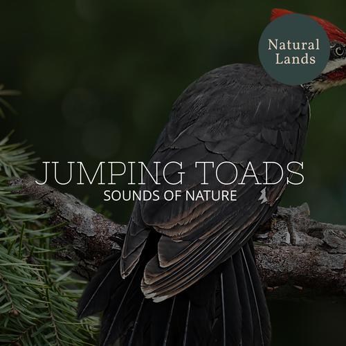 Jumping Toads - Sounds of Nature