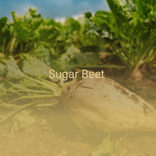 Sugar Beet