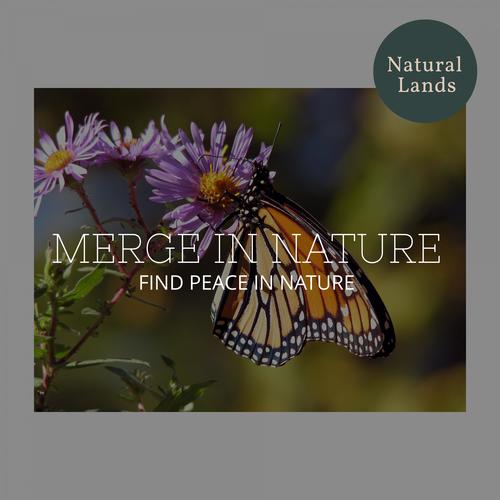 Merge in Nature - Find Peace in Nature