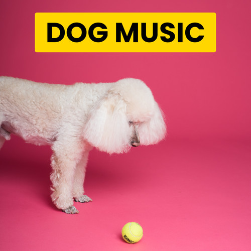 Top Piano Tracks For Your Pets