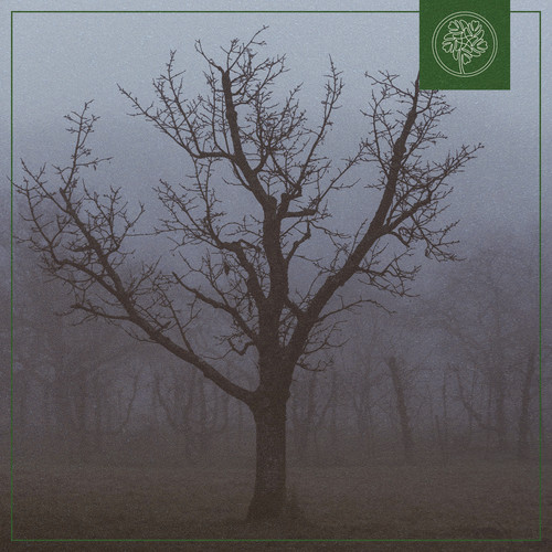 Misty Woods
