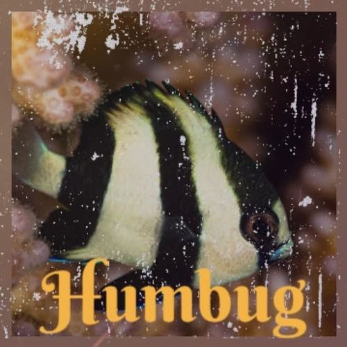 Humbug