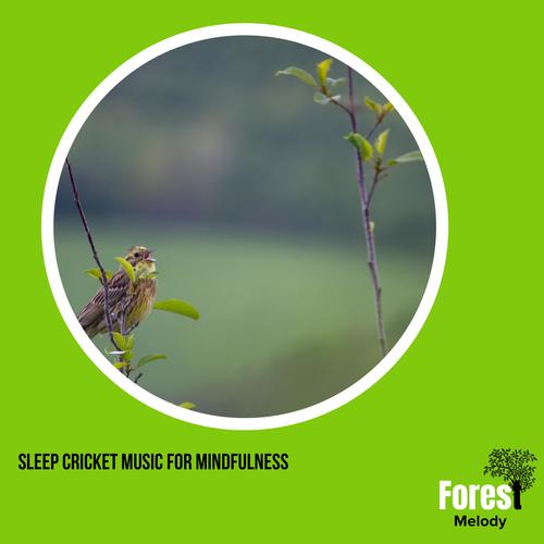 Sleep Cricket Music for Mindfulness