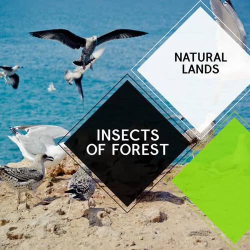 Insects of Forest - Natural Lands