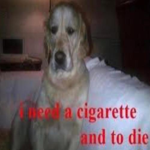 I need a cigarette and to die (Explicit)