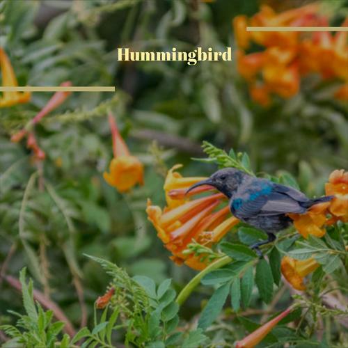 Hummingbird