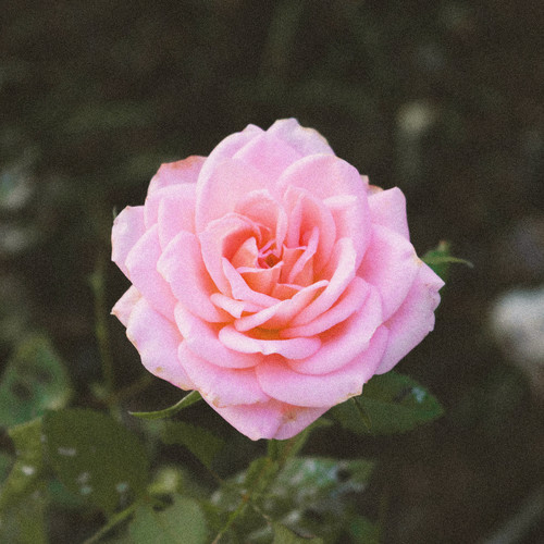 Blossom / Cozy