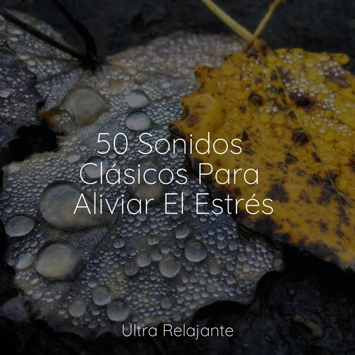 50 Sonidos Clásicos Para Aliviar El Estrés