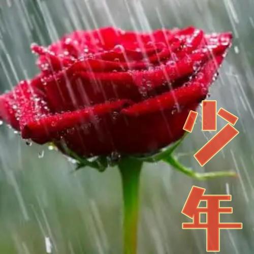 玫瑰少年