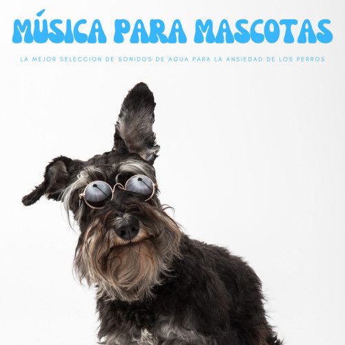 Música Para Mascotas: La Mejor Seleccion De Sonidos De Agua Para La Ansiedad De Los Perros