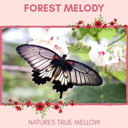 Forest Melody - Natures True Mellow