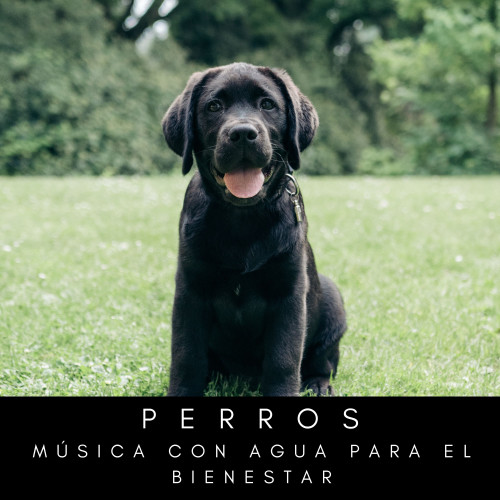 Perros: Música Con Agua Para El Bienestar