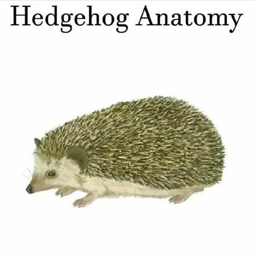 Hedgehog Anatomy