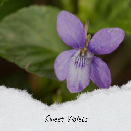 Sweet Violets