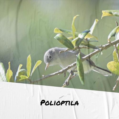 Polioptila