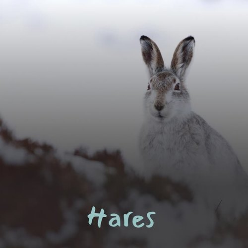 Hares