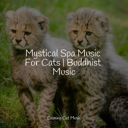 Mystical Spa Music For Cats | Buddhist Music