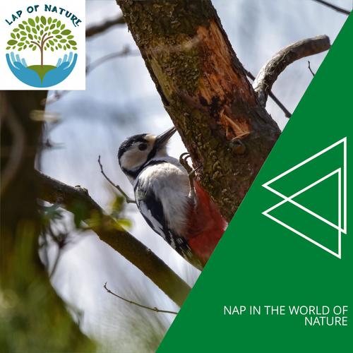 Nap in the World of Nature