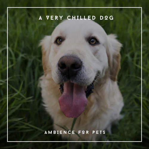 A Very Chilled Dog - Ambience For Pets