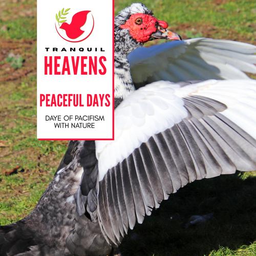 Peaceful Days - Daye of Pacifism With Nature