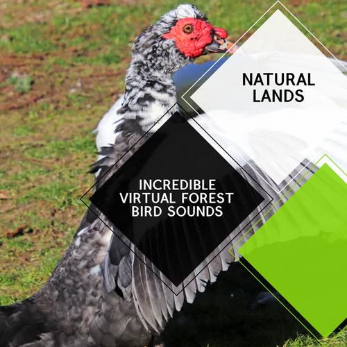 Incredible Virtual Forest Bird Sounds - Natural Lands