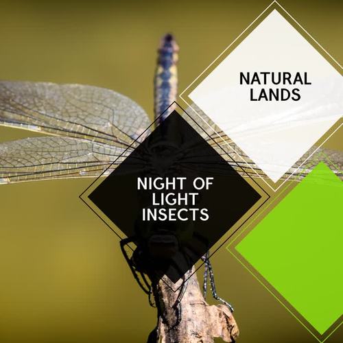 Night of Light Insects - Natural Lands