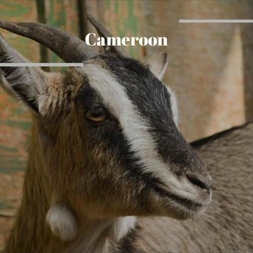 Cameroon