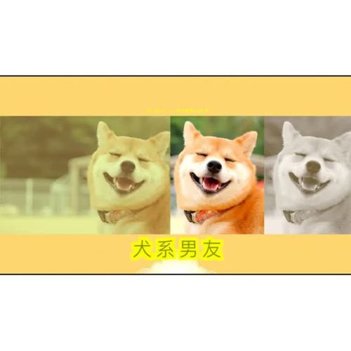 犬系男友