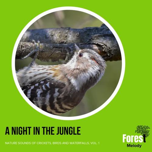 A Night in the Jungle - Nature Sounds of Crickets, Birds and Waterfalls, Vol. 1