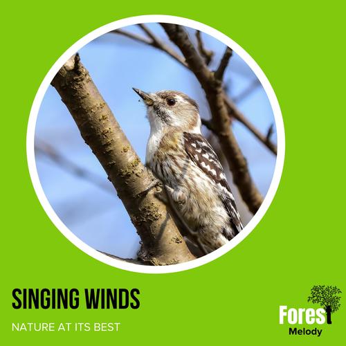 Singing Winds - Nature at its Best