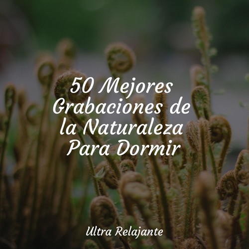 50 Mejores Grabaciones de la Naturaleza Para Dormir