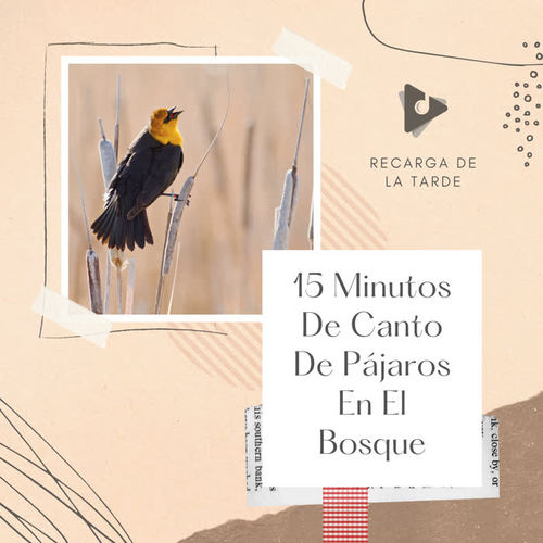 15 Minutos De Canto De Pájaros En El Bosque