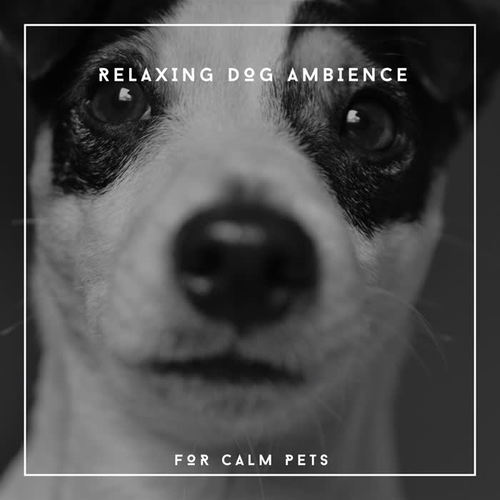 Relaxing Dog Ambience For Calm Pets