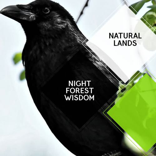 Night Forest Wisdom - Natural Lands