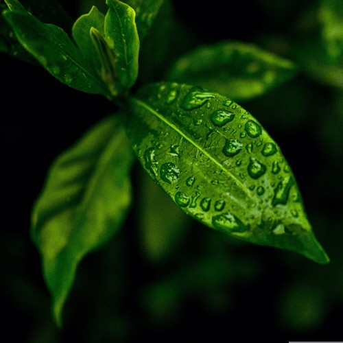 Meditative Raindrops