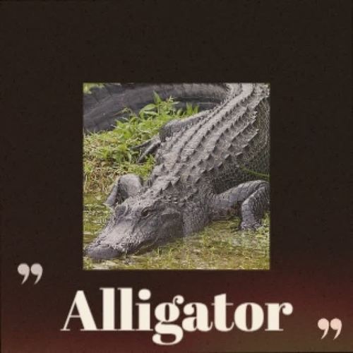 Alligator