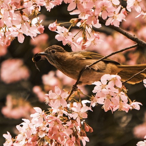 Spring Birds