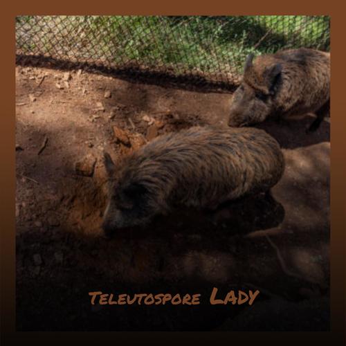 Teleutospore Lady