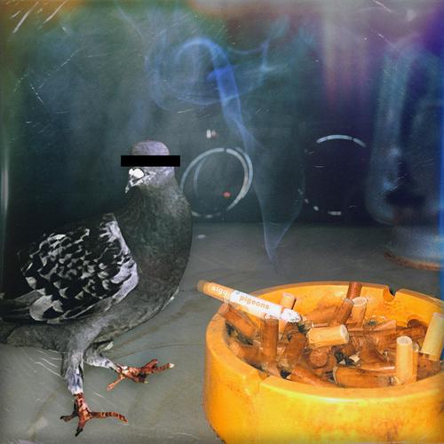 pigeons (Explicit)