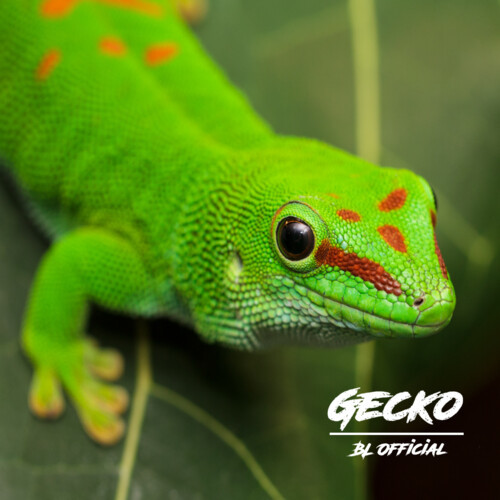 Gecko