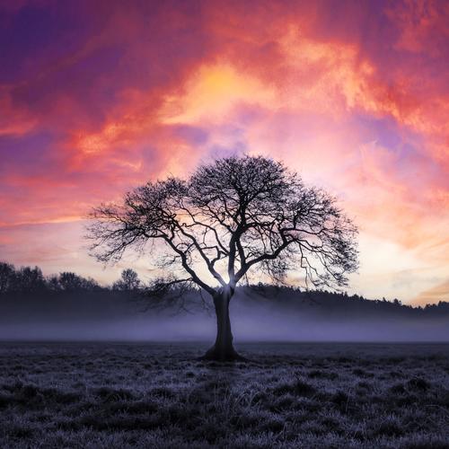 Misty Haze