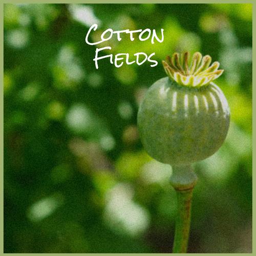 Cotton Fields