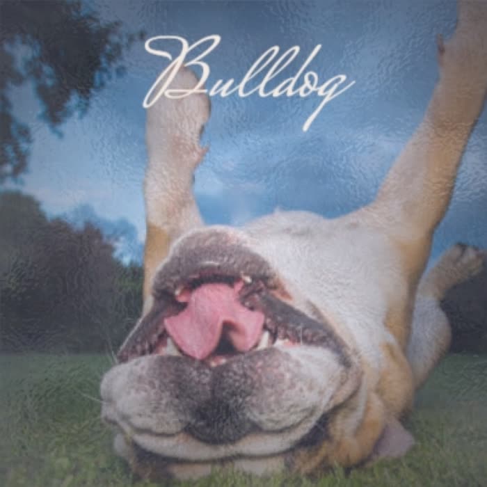 Bulldog