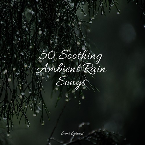 50 Soothing Ambient Rain Songs